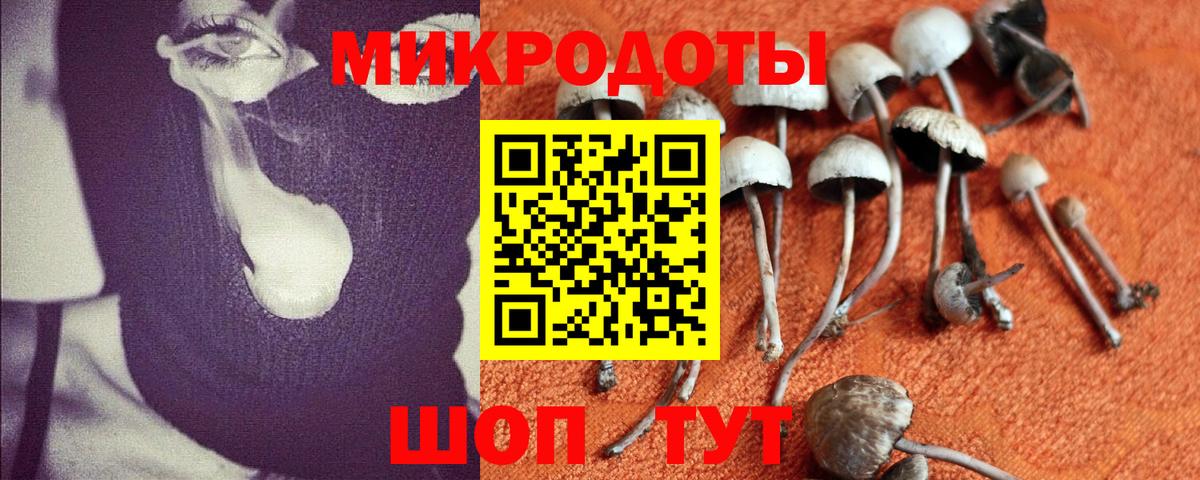 Галлюциногенные грибы Psilocybine cubensis Гатчина